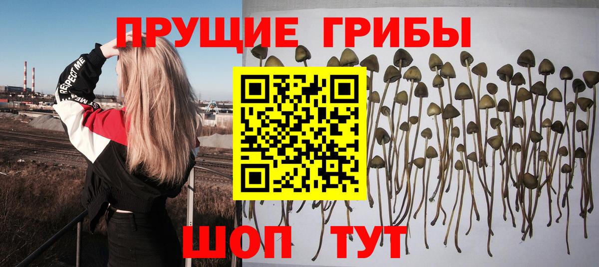 Галлюциногенные грибы прущие грибы Губкинский